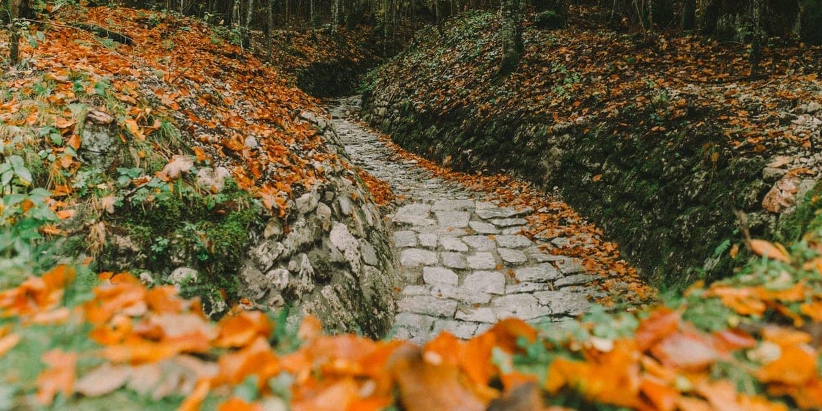 A stone path winding between trees in a leafy forest